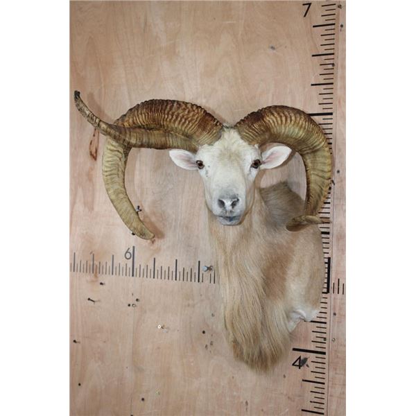 *Freak* TEXAS DALL Sheep Ram Shoulder Mount with a 3rd Horn