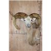 Image 1 : *Freak* TEXAS DALL Sheep Ram Shoulder Mount with a 3rd Horn