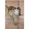 Image 2 : *Freak* TEXAS DALL Sheep Ram Shoulder Mount with a 3rd Horn