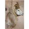 Image 3 : *Freak* TEXAS DALL Sheep Ram Shoulder Mount with a 3rd Horn