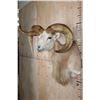 Image 4 : *Freak* TEXAS DALL Sheep Ram Shoulder Mount with a 3rd Horn