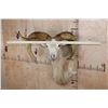 Image 5 : *Freak* TEXAS DALL Sheep Ram Shoulder Mount with a 3rd Horn