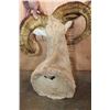 Image 6 : *Freak* TEXAS DALL Sheep Ram Shoulder Mount with a 3rd Horn