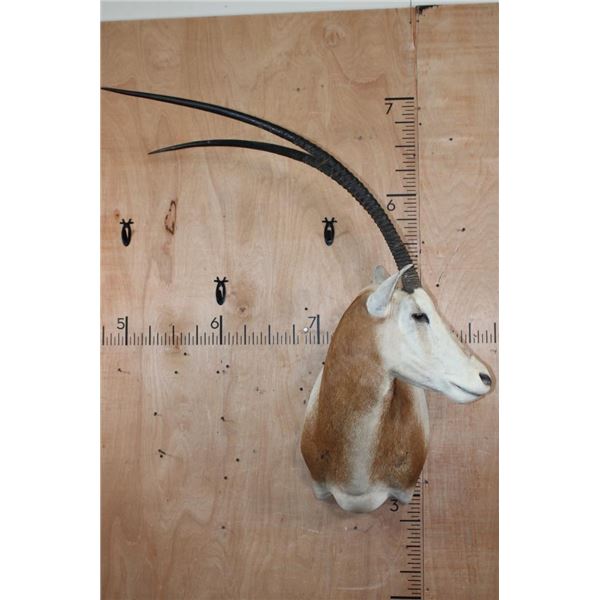 *TEXAS RESIDENTS ONLY* Trophy Size SCIMITAR HORNED ORYX Shoulder Mount