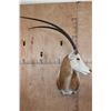 Image 1 : *TEXAS RESIDENTS ONLY* Trophy Size SCIMITAR HORNED ORYX Shoulder Mount