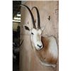 Image 2 : *TEXAS RESIDENTS ONLY* Trophy Size SCIMITAR HORNED ORYX Shoulder Mount
