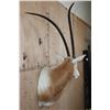 Image 3 : *TEXAS RESIDENTS ONLY* Trophy Size SCIMITAR HORNED ORYX Shoulder Mount