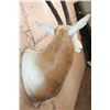 Image 4 : *TEXAS RESIDENTS ONLY* Trophy Size SCIMITAR HORNED ORYX Shoulder Mount