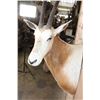 Image 5 : *TEXAS RESIDENTS ONLY* Trophy Size SCIMITAR HORNED ORYX Shoulder Mount