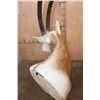 Image 6 : *TEXAS RESIDENTS ONLY* Trophy Size SCIMITAR HORNED ORYX Shoulder Mount