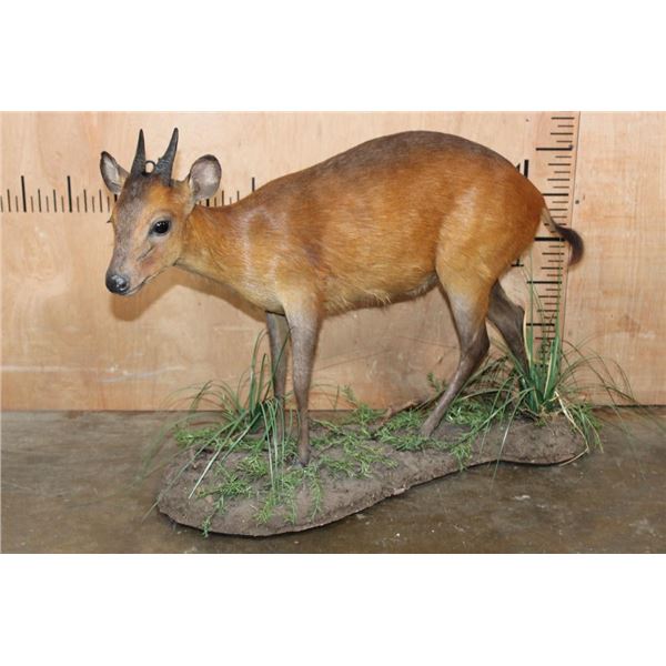 Life-sized RED DUIKER on a Natural Base
