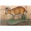 Image 1 : Life-sized RED DUIKER on a Natural Base