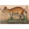 Image 2 : Life-sized RED DUIKER on a Natural Base