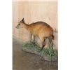 Image 3 : Life-sized RED DUIKER on a Natural Base