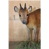 Image 4 : Life-sized RED DUIKER on a Natural Base