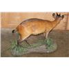 Image 5 : Life-sized RED DUIKER on a Natural Base