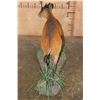 Image 6 : Life-sized RED DUIKER on a Natural Base