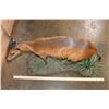 Image 7 : Life-sized RED DUIKER on a Natural Base