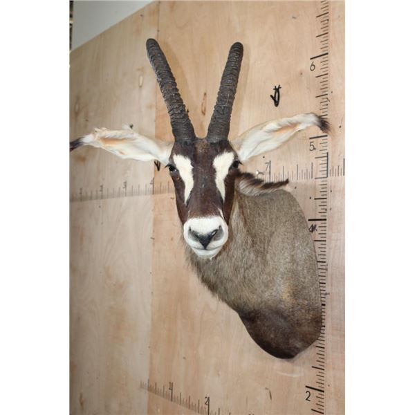 Big ROAN ANTELOPE Shoulder Mount