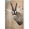 Image 1 : Big ROAN ANTELOPE Shoulder Mount
