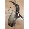 Image 2 : Big ROAN ANTELOPE Shoulder Mount