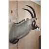 Image 3 : Big ROAN ANTELOPE Shoulder Mount