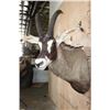 Image 4 : Big ROAN ANTELOPE Shoulder Mount