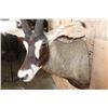 Image 5 : Big ROAN ANTELOPE Shoulder Mount