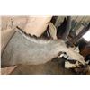 Image 6 : Big ROAN ANTELOPE Shoulder Mount