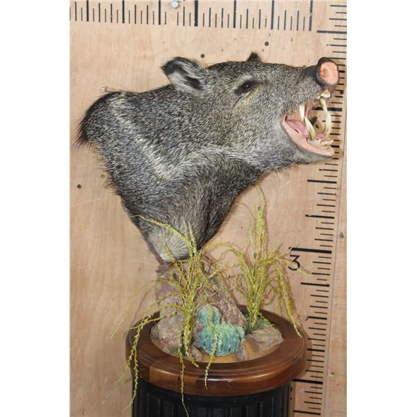 JAVELINA on a Wood Table Pedestal