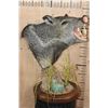 Image 1 : JAVELINA on a Wood Table Pedestal