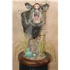 Image 2 : JAVELINA on a Wood Table Pedestal
