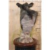 Image 4 : JAVELINA on a Wood Table Pedestal