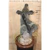Image 5 : JAVELINA on a Wood Table Pedestal