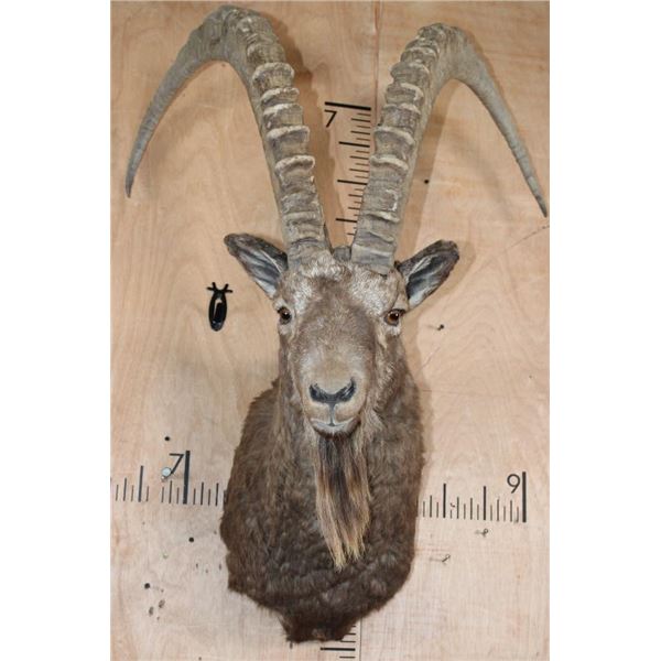 Massive MID-ASIAN IBEX Shoulder Mount