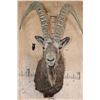 Image 1 : Massive MID-ASIAN IBEX Shoulder Mount