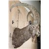 Image 2 : Massive MID-ASIAN IBEX Shoulder Mount