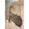 Image 3 : Massive MID-ASIAN IBEX Shoulder Mount