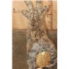 Image 5 : Massive MID-ASIAN IBEX Shoulder Mount