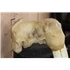 Image 10 : Huge XXL WALRUS Skull with Ivory Tusks