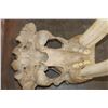 Image 11 : Huge XXL WALRUS Skull with Ivory Tusks