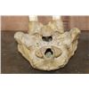Image 12 : Huge XXL WALRUS Skull with Ivory Tusks
