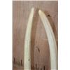 Image 13 : Huge XXL WALRUS Skull with Ivory Tusks