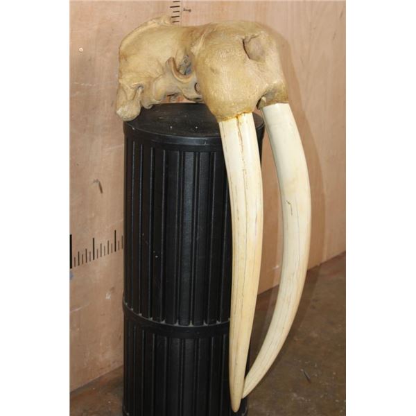 Huge XXL WALRUS Skull with Ivory Tusks