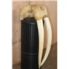 Image 1 : Huge XXL WALRUS Skull with Ivory Tusks