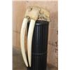 Image 3 : Huge XXL WALRUS Skull with Ivory Tusks