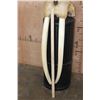 Image 4 : Huge XXL WALRUS Skull with Ivory Tusks