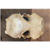 Image 7 : Huge XXL WALRUS Skull with Ivory Tusks