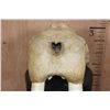 Image 8 : Huge XXL WALRUS Skull with Ivory Tusks