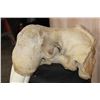 Image 9 : Huge XXL WALRUS Skull with Ivory Tusks